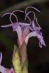 Chapman's blazing star